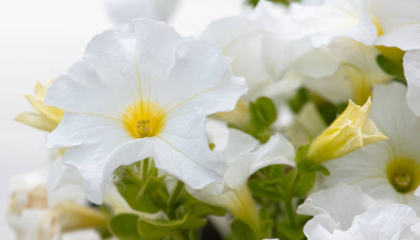 istock White flowers in nature. Close-up 2117263736