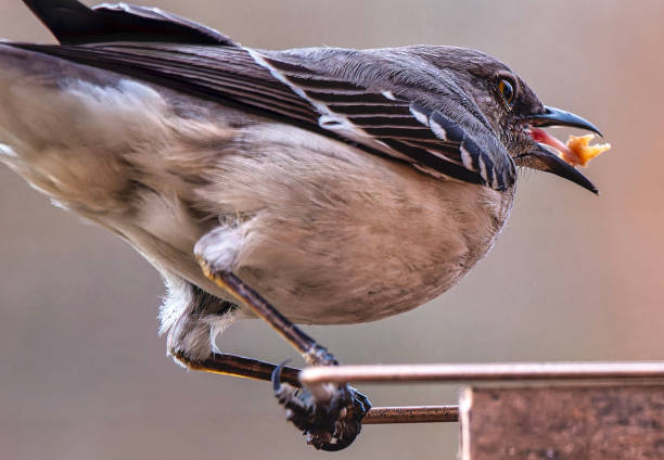istock A Northern Mockingbird on the backyard deck 2117270112