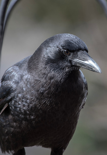 A large black bird on the backyard deck