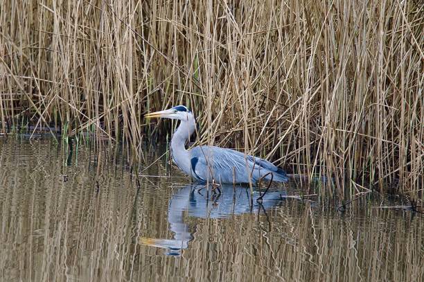 istock Grey heron stood in water next to a reed bank 2117278029