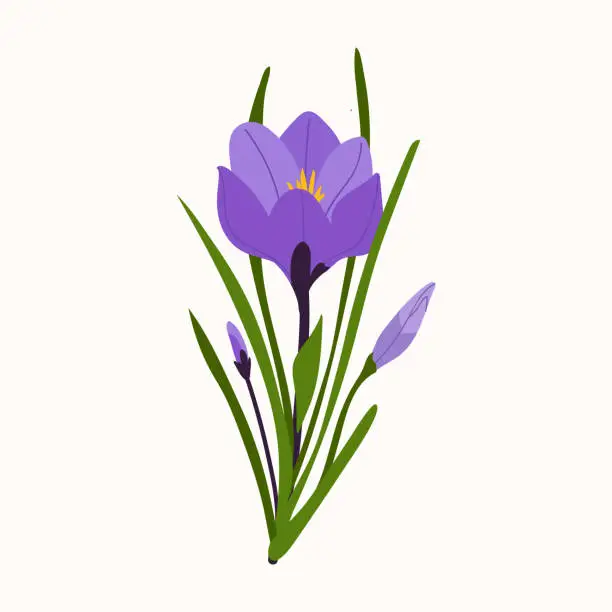 Vector illustration of Crocus isolated on white background. Spring purple flower vector illustration for greeting card for Mother's Day, International Women's Day and Easter