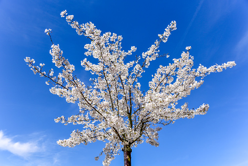 Spring bloosom cherry tree on blue sky background. Charming blossoming of spring trees. Spring nature.