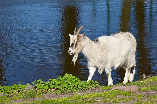 Noble goat walks along the shore of a small pond. Animal goat on a background of water. Raising goats, walking livestock in the pasture.