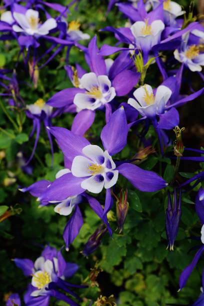 Aquilegia Vulgaris