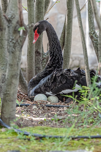 A beautiful black swan in its natural habitat. Selective focus with shallow depth of field.
