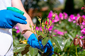 treatment in the garden of young shoots of roses from aphids, whiteflies and insect pests