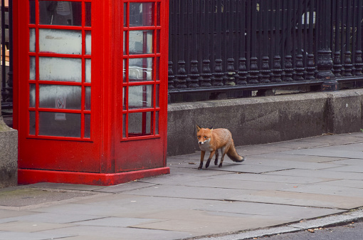 London, UK - February 6 2024: A fox walks past a red telephone box.