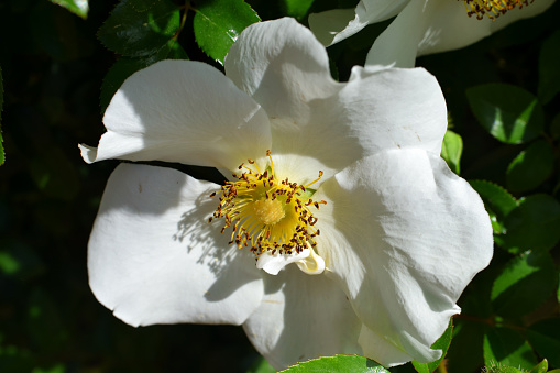 Beautiful Cherokee rose state flower of Georgia.