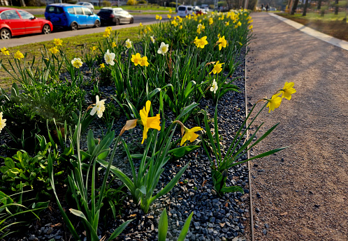 strip of bulbs blooming in the lawn, replaces perennial flower beds in the street. Cheaper and more effective flowering variant of public greenery, tree, alley, treeline, stripes, along dirt road, pseudonarcissus, poeticus, broideries, narcissus, parterre