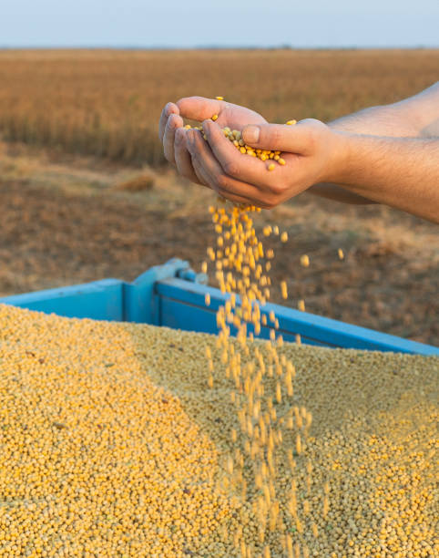 istock Worker holding soy beans after harvest 2117332226