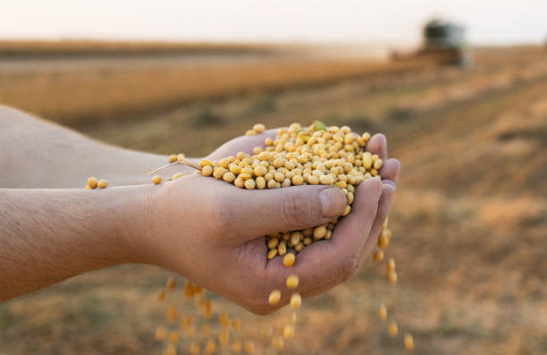 istock Worker holding soy beans after harvest 2117332764