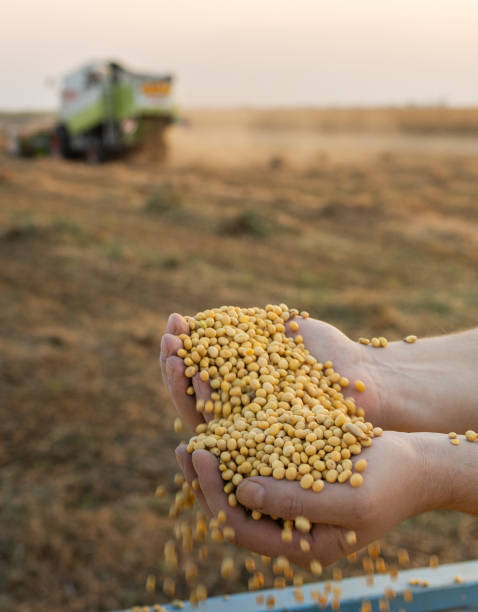 istock Worker holding soy beans after harvest 2117333288