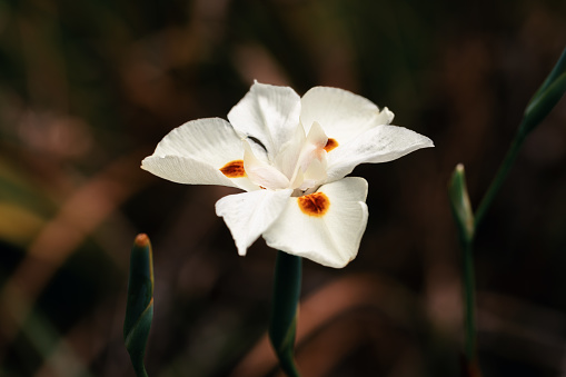 Dietes bicolor, the African iris, fortnight lily or yellow wild iris flower. Clump-forming rhizomatous perennial plant. Guasca, Cundinamarca Department, Colombia