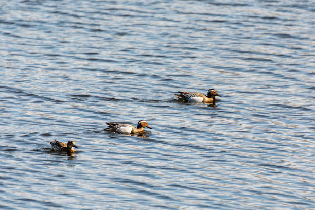 istock Garganey (Spatula querquedula), small dabbling duck. European bird wildlife, Czech republic 2117334347