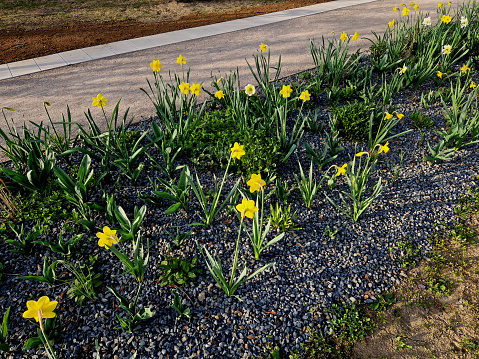 strip of bulbs blooming in the lawn, replaces perennial flower beds in the street. Cheaper and more effective flowering variant of public greenery, tree, alley, treeline, stripes, along dirt road, pseudonarcissus, poeticus, broideries, narcissus, parterre