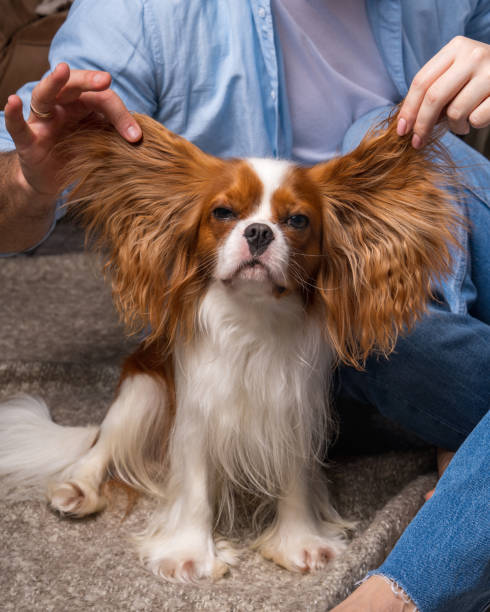 Small dog Cavalier King Charles Spaniel looks cutely at the camera, male hands with dog ears up. Small dog Cavalier King Charles Spaniel looks cutely at the camera, male hands with dog ears up. cutely stock pictures, royalty-free photos & images