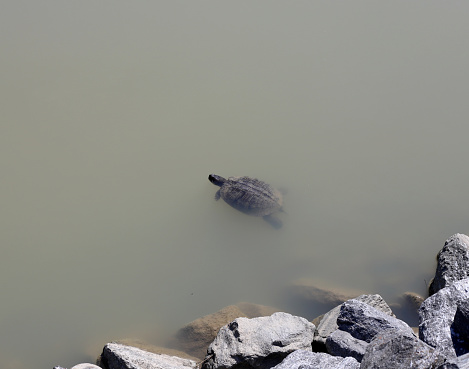 Turtle swimming in a pond