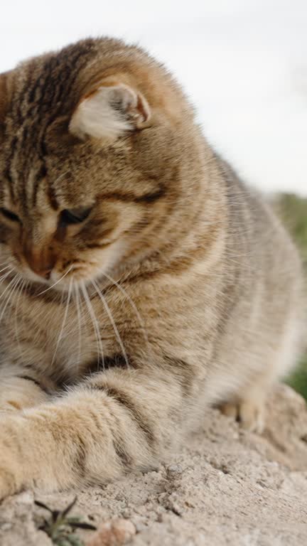 Vertical video. Wild Cat On The Street Is Playing With Grass. I Try To Pet Him, But He Dodges. Slow-Motion.