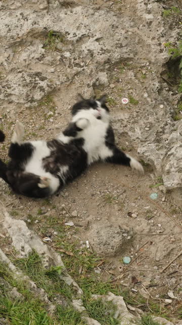 Vertical video. The black cat rolls with pleasure on the ground at the edge of a cliff by the sea. On a high rock.