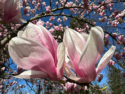 Branch of eastern pink dogwood trees in bloom in the spring with blue sky background
