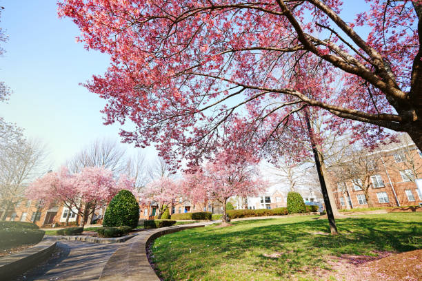 Spring trees in bloom in Capitol Park , near downtown Raleigh , NC