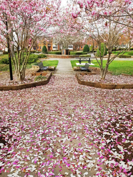 istock Spring trees in bloom in Capitol Park , near downtown Raleigh , NC 2117355780