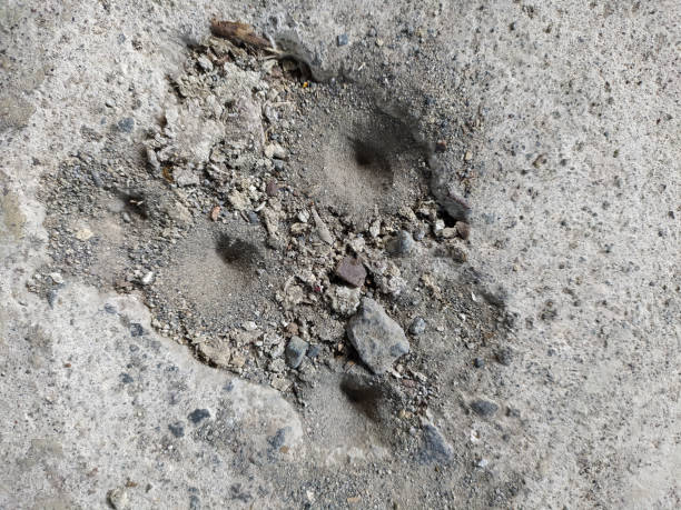istock Myrmeleontidae nest 2117363205
