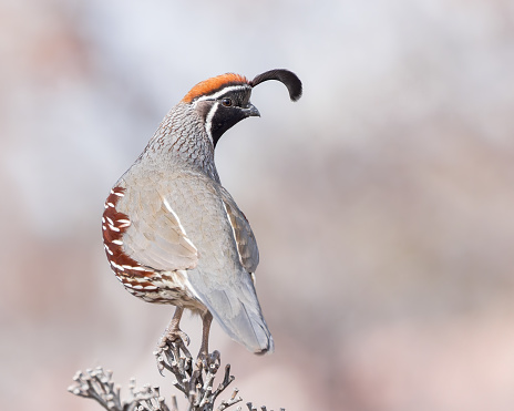 A male Gambel's Quail looks from a high perch in Bosque del Apache, National Wildlife Refuge, New Mexico