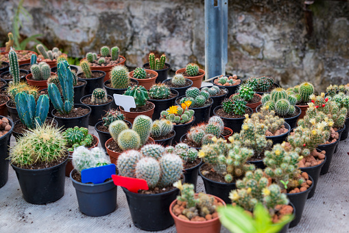 Cacti in pots in a botanical garden greenhouse for sale.