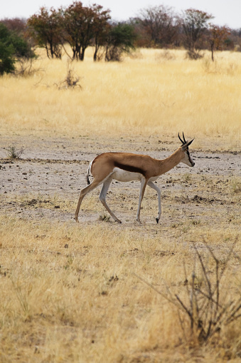 Photo of a Thomson's gazelle at the Etosha National Park in Namíbia, África.