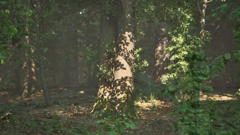 Sun rays flowing through the tree trunks of the evergreen forest