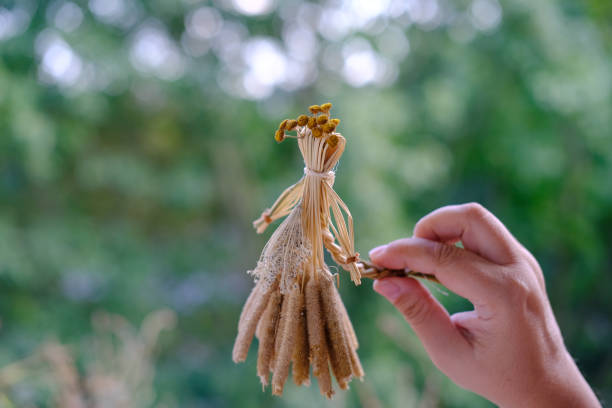female hands holds ritual doll made of straw, grass in honor rich harvest, scarecrow for fertility, old toy, amulet for children, women, pagan folk art harvesting, ritual symbolic disguised character las manos femeninas sostienen una muñeca ritual hecha de paja, hierba en honor a la rica cosecha, espantapájaros para la fertilidad, juguete viejo, amuleto para niños, mujeres, cosecha de arte popular pagano, personaje disfrazado simbólico ritual