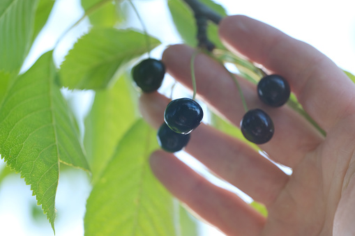 male hands close-up hold black sweet cherries on natural background, Prunus avium in palm, concept farm gardening, healthy eating, antioxidant powerhouses, vitamin supplementation, immune-boosting