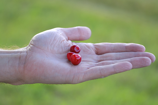 male hands close-up hold red sweet cherries on natural background, Prunus avium in palm, concept farm gardening, healthy eating, antioxidant powerhouses, vitamin supplementation, immune-boosting