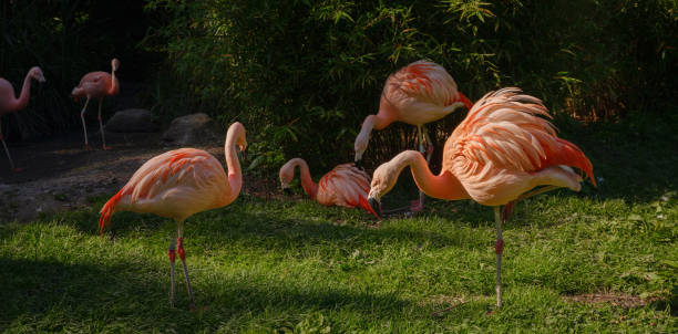 istock Pink Flamingo at Zoo, sunset time 2117403491