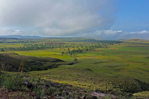istock From the top we see the jungle 2117404037