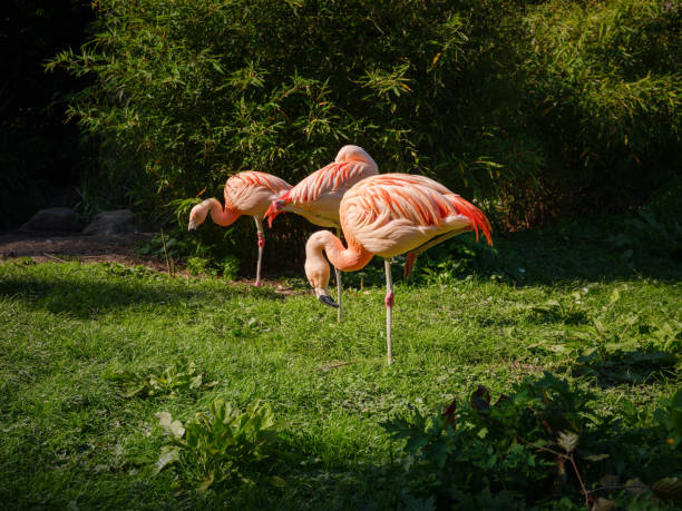 istock Pink Flamingo at Zoo, sunset time 2117404599