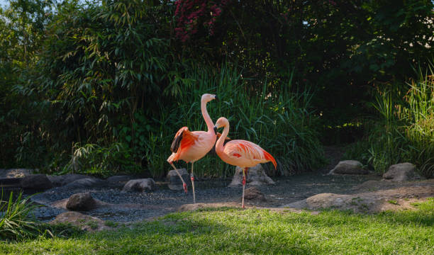 istock Pink Flamingo at Zoo, sunset time 2117409000
