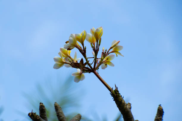 beauftiful tiare-tahiti flower tree