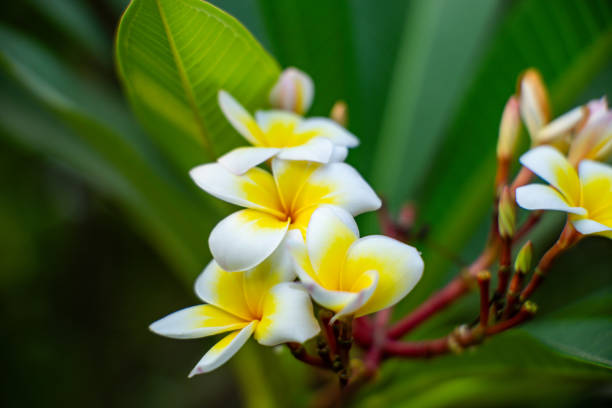 istock beauftiful tiare-tahiti flower 2117411161
