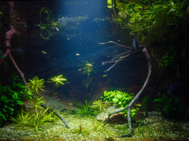 istock Tropical fish in aquarium in zoo 2117417510