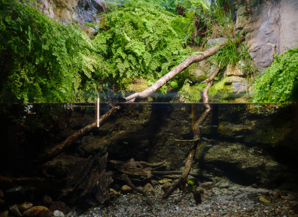 istock Tropical fish in aquarium in zoo 2117419163