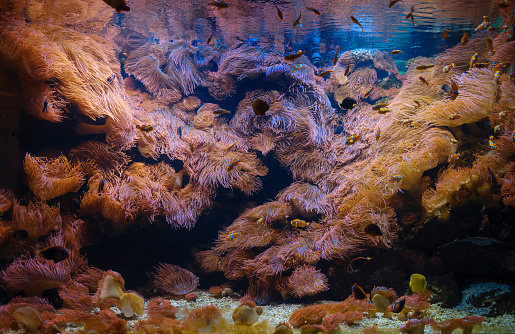 Tropical fish in aquarium, dark and beautiful