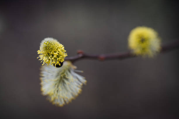 willow