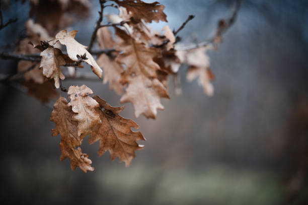 Leaves on the tree in the winter
