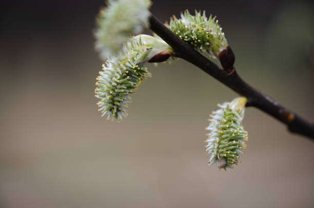 Macro photo blossoming willow. Nature spring photo.
