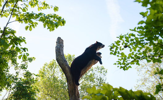 Spectacled bear or Tremarctos ornatus lies on branch in zoo.
