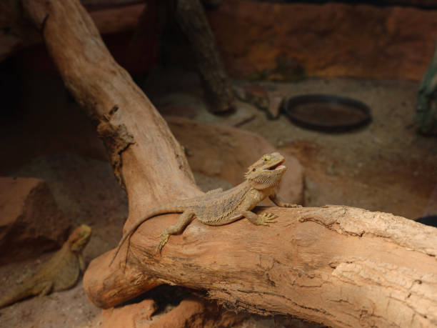 istock bearded dragon lizard lying in the branch in terrarium 2117441187