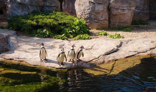Penguin in glacial environment in spring zoo, walk in sunny day
