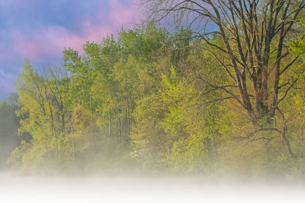 Foggy spring landscape at dawn of the shoreline of Whitford Lake, Fort Custer State Park, Michigan, USA